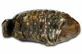 Fossil Woolly Mammoth Upper M Molar - Poland #370361-4